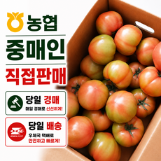 [농협중매인]최상품 국내산 완숙토마토 찰토마토 로얄사이즈, 1박스, 1kg 로얄과