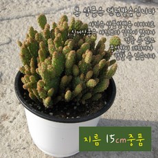몬스터로즈 (부채선인장) 지름 15cm 중품다육화분 (좋은흙만 사용한 건강한식물), 1개, 상세페이지 참조