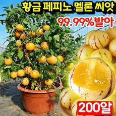 [쉬운재배] 50알/100알/200알 황금 페피노 멜론 씨앗 페피노 멜론 씨앗 모종 봉지 포장 우유향 황금 크림향 수분 많은 건강에 좋은 맛있는 과일 씨앗, 200개