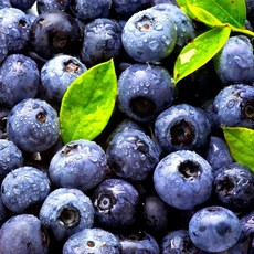 [엄격선별] 왕특사이즈 생 블루베리 수입산, 4개, 125g (특대 18mm)