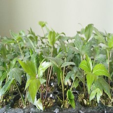 당귀 모종 (6개), 6개