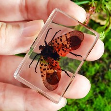 교육용 나비표본 박제 전시용 곤충표본 원목프레임 선물 상자세트, 스타일3