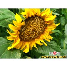 해바라기(화분용), 1개