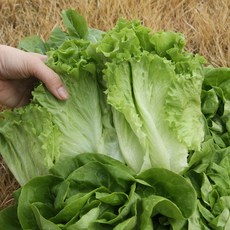 국내산 유럽 모둠 샐러드 채소 모둠 야채, 1박스, 1kg