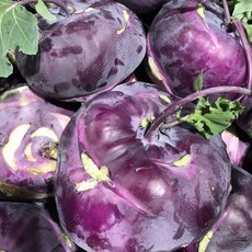 청아담 제주 햇 콜라비 대과, 1박스, 5kg