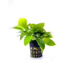 黃金小榕（黃色襯托綠葉）陰性水草 造景 水草 水族, 1個