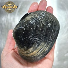 [품질 보장 자연산 대합 조개] 프리미엄 새벽에 다이버가 잡은 국내산 자연산 활 대합 조개 국산 개조개생물, 1박스, 정품 개조개(대합) 소 5kg