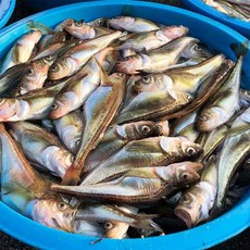 도루묵 알도루묵 알배기 생물 급랭 반건조 고성직송 생선 속초 고성 산지직송, 햇 알도루묵 20미 [급랭]