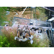 브라인급여기 S형 (어항용 구피 플래티 카디날 하스타 특허받은 브라인쉬림프 급여기), 1개