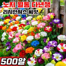 [빠른배송] 500/1000/2000알 리시안셔스 꽃 씨앗 노지 월동 다년생 혼합 꽃씨앗 플라워가든 프리미엄 봄꽃 씨앗 꽃도라지 모종 닝운시상, 500개