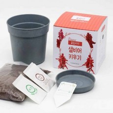 샐비어 키우기 씨앗봉투 꽃키우기, 상세페이지 참조