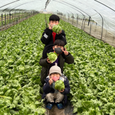 양상추 국내산 산지직송 6통 12통 식자재 프리퀸