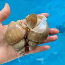 국내산 백고동 생물 백골뱅이 자연산, 1개, 생물 소 1kg