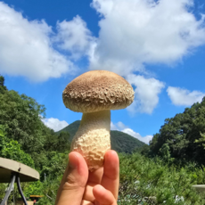 [100% 산지직송] 프리미엄 송화버섯 가정용 명절선물세트 정말 맛있어요, 1개, 1kg(가정용_중품)