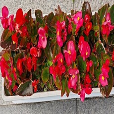 꽃베고니아/사계베고니아/Perpetual begonia/빨간색/6포트 12포트 24포트.36포트/꽃모종/봄철화단, 12개