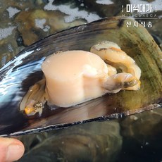 자연산 키조개 관자 생물 급냉 관자살, 1개, 급냉 통관자 1kg(21-30미)