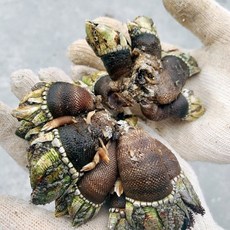 가격파괴자 바다베개 거북손 500g, 1개