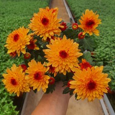 [무지개꽃/색상선택17종] 가드닝 국화 (꽃크기 6cm 소국 화분), 33. 주황투톤 겹꽃(크리스탈 브론즈바이컬러), 1개