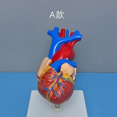 심장 모형 장기 구조 해부학 심혈관 심실 심방, A. 모델 A, 1개