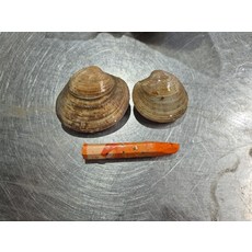 백합 1kg 20미내외 조개구이 해물찜, 1kg(20미내외)X1박스