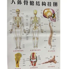 3B Scientific A80 인체모형 어깨, B.그림
