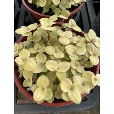 霏霏園藝 黃金枱草3吋盆栽 桌面綠植盆栽 辦公室療癒小物 特價優惠中 輕鬆點綴生活空間, 1個