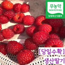 [프리미엄] 26년 무농약 햇 생 산딸기 생과, 1개, 1kg
