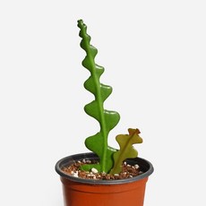 마이플랜트 피쉬본 소형 생선뼈 선인장 다육식물, 1개, 단일