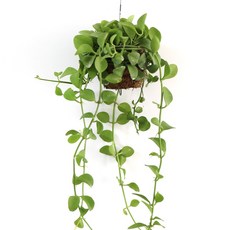 갑조네 실내식물 디시디아 반볼 그린 행잉, 1개