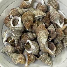 국산 자숙 냉동 고추골뱅이 500g