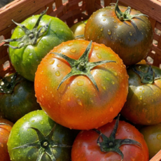 [파격할인] 초고당도 대저 짭짤이 토마토, 1박스, 2.5kg (L)