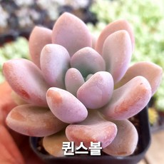 내맘대로골라 다육이 다육식물