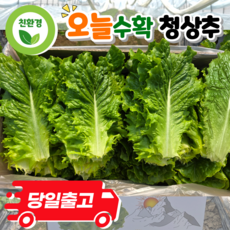 (오늘뜰녘) 국내산 상추 청상추 농가직송 당일수확, 1개, 1kg