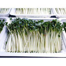 건강에 좋고 영양소 많은 신선한 새싹채소 무순(750g), 150g, 5팩, 750g