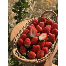 [폭탄인하-선착순100명 할인특가!] 논산 딸기농장 생딸기 논산딸기 설향딸기 킹스베리딸기 왕딸기 겨울딸기, 1개, 논산설향딸기(한입과)350g(15-20구)