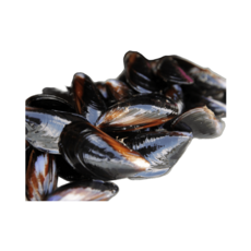 바다의품격 당일채취 손질 세척 생홍합, 1개, 2kg