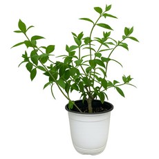목수국/장미수국/라임라이트/꽃/화분/화초/겹꽃/수국/나무/여름꽃/블루장미수국/핑크장미수국/하얀수국/나라아트, 수국종류: 목수국, 1개