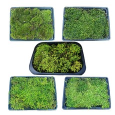 이끼 5종세트(19x15cm 5팩 )비단 털깃털 깃털 양지 초롱이끼 테라리움 DIY만들기, 5개