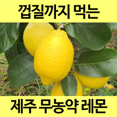 [통째로 레몬] 제주 무농약 GAP 인증 유기농 레몬 껍질까지 통째로 먹는 레몬, 1박스, 무농약 1.5kg
