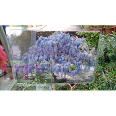 喬木 紫藤，8吋盆，高100-140公分，滿樹皆花, 1個