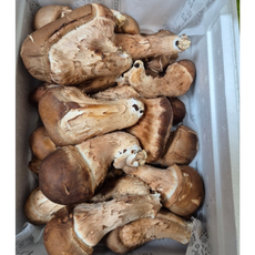 능이버섯 냉동 능이 버섯 티벳 산지직송 자연산 특품, 1박스, 냉동C1KG