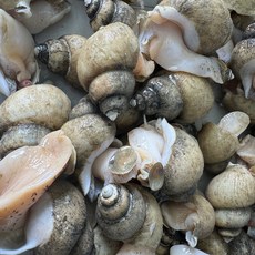 [수산명가추천] 깊은 풍미 살아있는 백골뱅이 안주용으로 딱, 1개, 백골뱅이 1kg 소 (50-60미 내외)