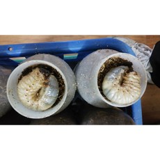 벅스킹 장수풍뎅이 유충 한쌍, 1개