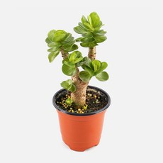 갑조네 녹비단 예쁜 다육이식물 공기정화 인테리어 식물