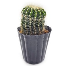 미미네아쿠아 반려식물 다육식물 선인장 - 수박 1포트