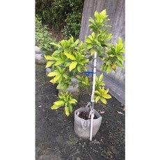 霏霏園藝 冬蜜黃金果 1尺美植袋, 1個