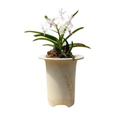 [나라아트] 자홍선(색화) 풍란 동양란 난, 1개