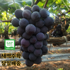 포도 씨없는 거봉 고당도 김천 거봉 [산지직송] 특 등급 1kg 1.5kg 2kg 3kg 4kg, 1개, 1kg (2~3송이)