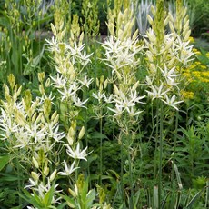 [Qgarden] 카마시아 알바 구근 2개 유럽 직수입 봄 여름 꽃 추식