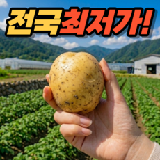 국내산 수미 감자 새벽경매 산지직송 햇감자, 1개, 3kg (중)